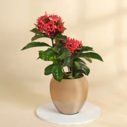 Blooming Ixora Plant in a Metal Planter-image-81