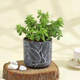 Flourishing Jade Plant in a Leaf Design Ceramic Planter-image-6