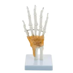 BEXCO Hand and Wrist Skeleton Model with Flexible Ligaments to Show Movement Medical Anatomical-48
