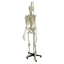 BEXCO 1.52 m (5 Feet) Articulated Human Skeleton Model with Stand-picture-43