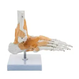 BEXCO Foot and Ankle Skeletal Model with Flexible Ligaments for Movement of the Ankle Joint-picture-29