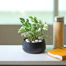 White Pothos Plant in a Metal Planter-image-2