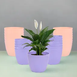 Kuber Industries Purple & Peach-Coloured 24 Pieces Marble Cool UV Protected Planters-53