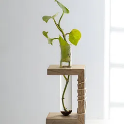 Mirai Woods Black & Brown Mango Wood Test Tube Planter-picture-2