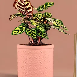 LASAKI Light Pink Textured Cylindrical Ceramic Planters-29
