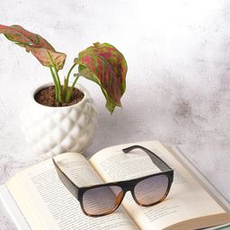 HAUTE SAUCE by Campus Sutra Unisex Purple Lens & Black Wayfarer Sunglasses with Polarised Lens-image-2