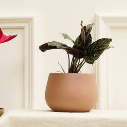 PUREZENTO Brown Terracotta Mesa Planter-image-15