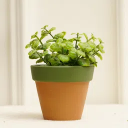 PUREZENTO Green Terracotta Tiny Eco-Friendly Planter-37