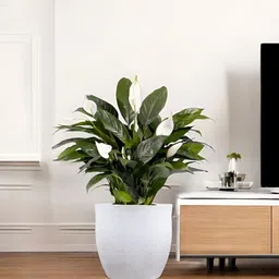 Go Hooked White & Green Pluto-Shaped Planter-30