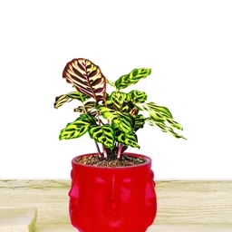 LASAKI Red Textured Ceramic Planter-picture-12