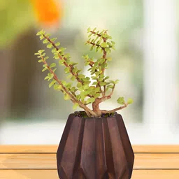 LASAKI Izzy Antique Brown Textured Ceramic Planter-image-31