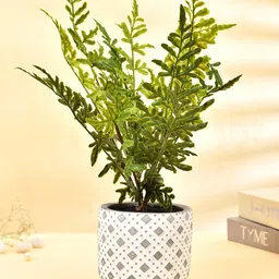 TAYHAA Grey & Green Fern Plant With Ceramic Pot-picture-27