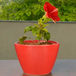 StyleMyWay Red & Green Hand Painted Ceramic Planter With Pot-52