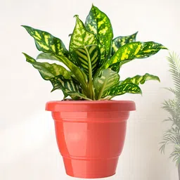 Kuber Industries 12-Pcs Red & Orange-Coloured Durable Planters image 2