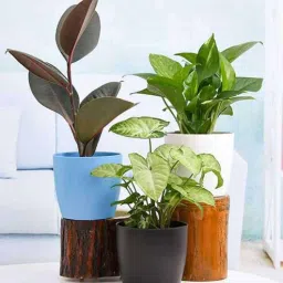 nurserylive Ficus Elastica, Money, Syngonium Natural Plant-picture-14