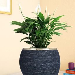 Living scapes by Pantaloons Navy Blue Jute Planter-15