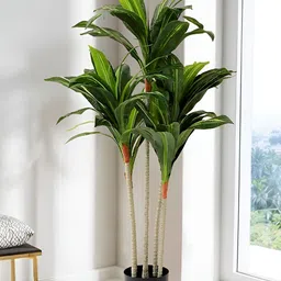 The Better Home Green Corn Plant With Pot-53
