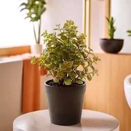 The Better Home Green & Black Artificial Plant With Pot-13