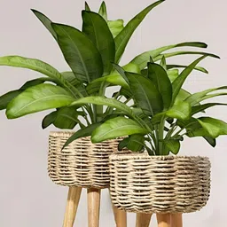 The Advitya Set Of 2 Medium & Large Jute Planters-12