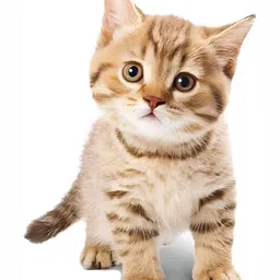 Wallpics Brown Cat Printed Water Resistant Wall Sticker-image-89