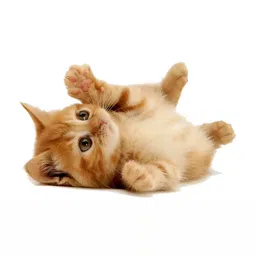 Wallpics Brown Cat Printed Waterproof Wall Sticker-image-82