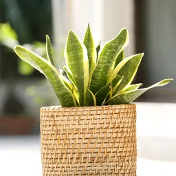 Shilpkara Brown Rattan Organiser Multi-utility Storage Basket-image-51