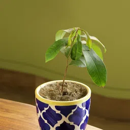 ExclusiveLane The 90's Shores of Morocco Blue & White Printed Ceramic Planter-25