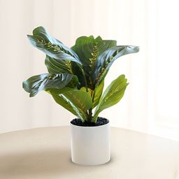 Ekhasa Green 1 Pieces Ficus Artificial Plant With Pot-picture-3
