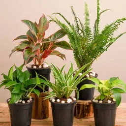 nurserylive Fern, Aglaonema, Spider, Money, Syngonium Natural Plant-picture-18