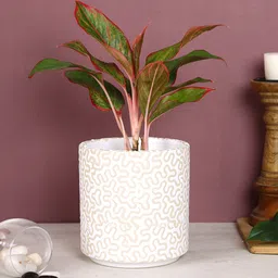 Aapno Rajasthan White & Beige Textured Ceremic Planter-picture-39