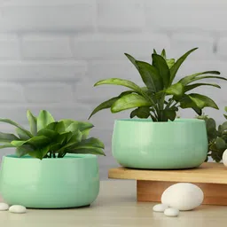 Homspurts 2-Pcs Turquoise Blue	Eco Friendly Mini Metal Oasis Planters-4