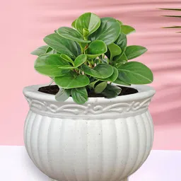 Kuber Industries White 5 Pieces Indoor Planters-22