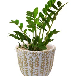 INDIA MEETS INDIA Cream Patterned Ceramic Planter-image-2