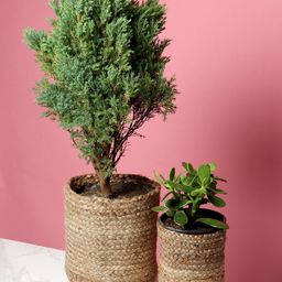 HABERE INDIA Set Of 2 Beige Woven Design Sustainable Planters-39