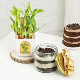Delectable Chocolate Jar Cake With Two-Layered Bamboo Plant-image-16