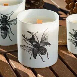 Home4U Vila Hermanos Insect Lucanus Cervus White Wax Jar Candle-image-4