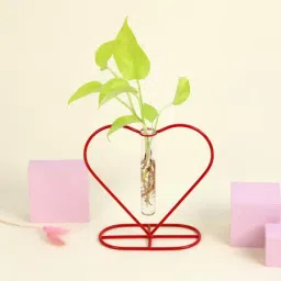 Money Plant Grows on Heart Shaped Frame-image-49