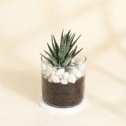 Adorable Haworthia Succulent With Glass Planter-image-85