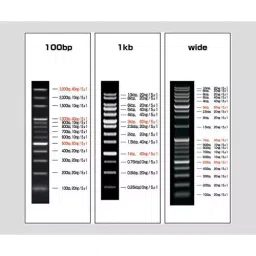 AS ONE Violamo DNA Ladder Marker, 2-9883-01-31