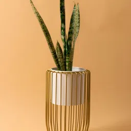 THREADVIBE LIVING White & Yellow Planter Pot Stand Gloria With Poke Stand-21