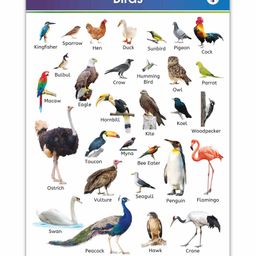 Target Publication Birds Educational Chart - English-20