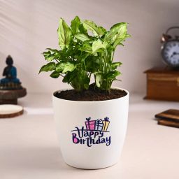 Syngonium Plant In Happy Birthday Pot-image-82