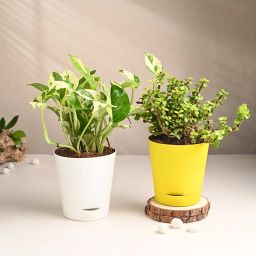 Jade N Money Plant In Self Watering Pots-image-15