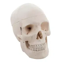 BEXCO 3 Parts Human Skull Model with Removable Calvarium and Articulating Jaw-45