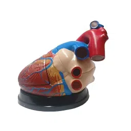 BEXCO  3 Part Jumbo Heart Model 4 Times Life Size, XC 307-0
