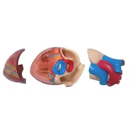 BEXCO  3 Part Jumbo Heart Model 4 Times Life Size, XC 307 image 2