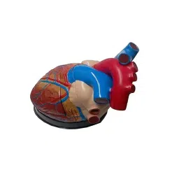 BEXCO  3 Part Jumbo Heart Model 4 Times Life Size, XC 307 image 3