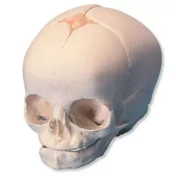 A-ONE SCIENCE Life Size White PVC Fetal Skull AOSBM15-picture-41