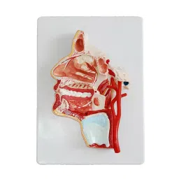 A-ONE SCIENCE Multicolor PVC Head Model AOSBM67-image-44