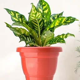 Kuber Industries Set Of 12 Red & Orange-Coloured Planter With Pot image 2